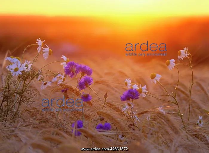 : Field flowers in corn field - barley field with : Field flowers in corn field - barley field with