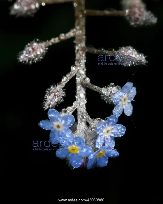 : Field Forget-me-not : Field Forget-me-not