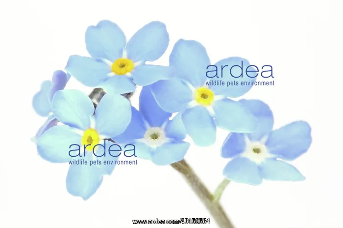 : Field Forget-me-not : Field Forget-me-not