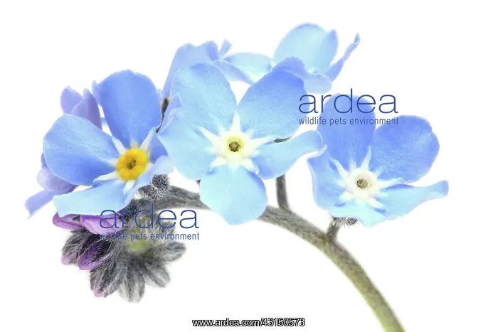 : Field Forget-me-not : Field Forget-me-not