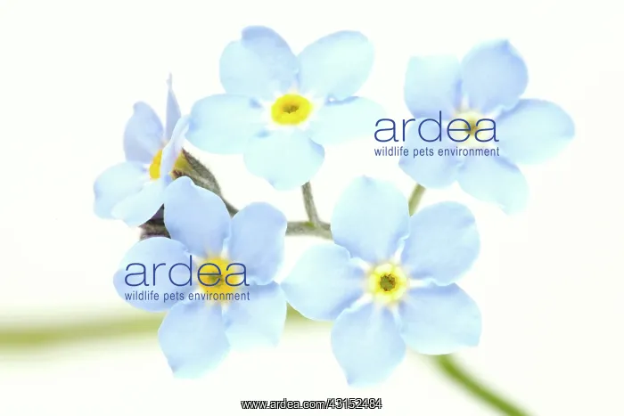 : Field Forget-me-not : Field Forget-me-not
