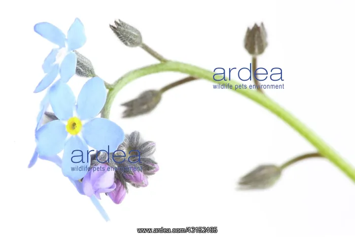 : Field Forget-me-not : Field Forget-me-not