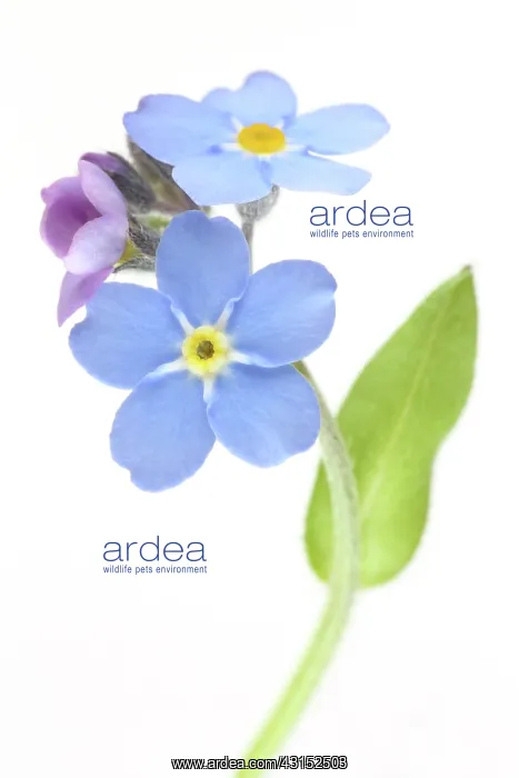 : Field Forget-me-not : Field Forget-me-not