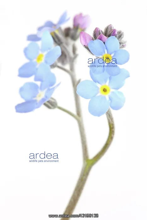 : Field Forget-me-not : Field Forget-me-not