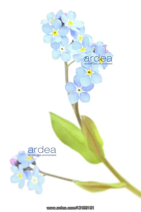 : Field Forget-me-not : Field Forget-me-not