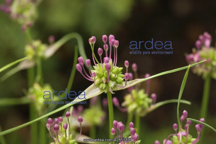 : Field garlic : Field garlic