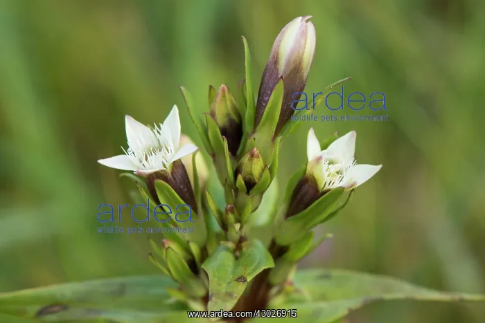  : Field Gentian