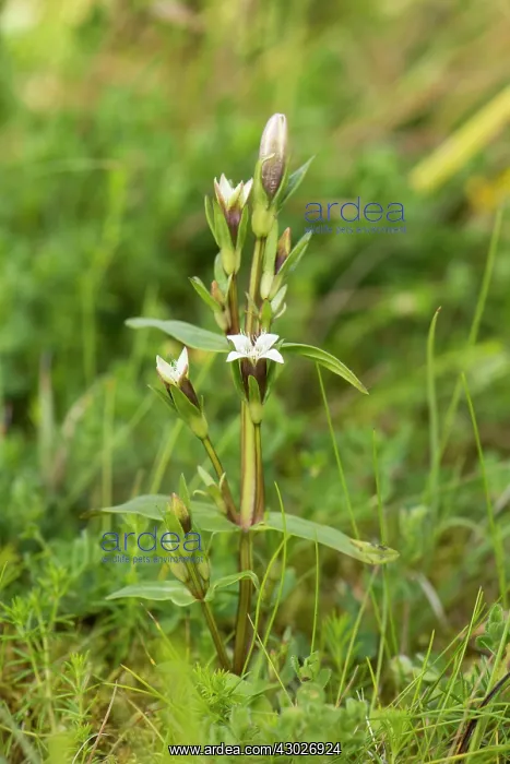  : Field Gentian