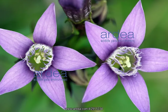 : Field Gentian - blossom in autumn : Field Gentian - blossom in autumn