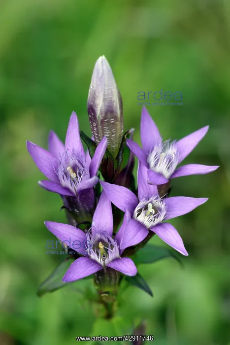 : Field Gentian - blossom in autumn : Field Gentian - blossom in autumn