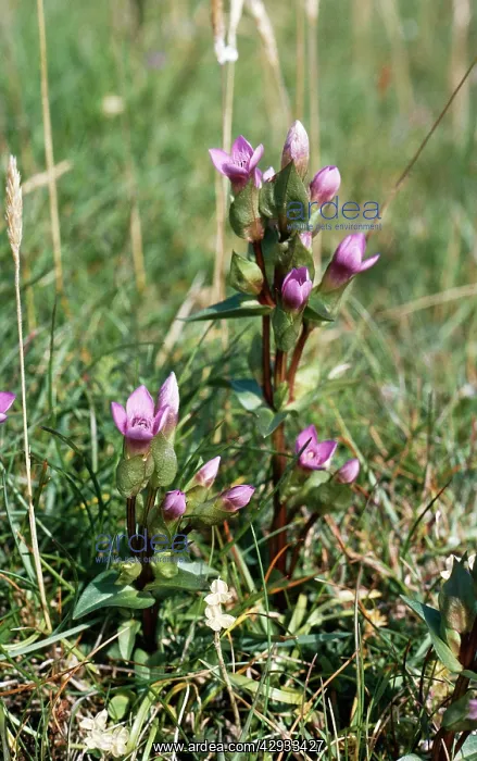 : Field Gentian / Field Felwort : Field Gentian / Field Felwort