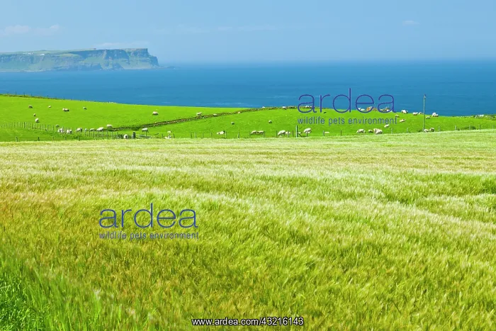 : Field and grazing coast - Northern Ireland UK : Field and grazing coast - Northern Ireland UK