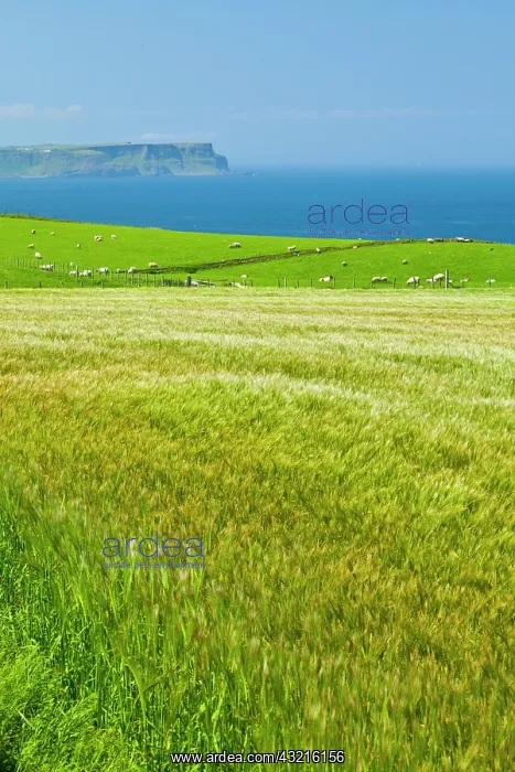 : Field and grazing coast - Northern Ireland UK : Field and grazing coast - Northern Ireland UK