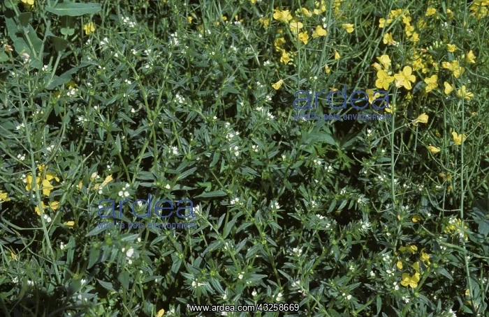 : Field Gromwell flowering in Oilseed Rape crop : Field Gromwell flowering in Oilseed Rape crop