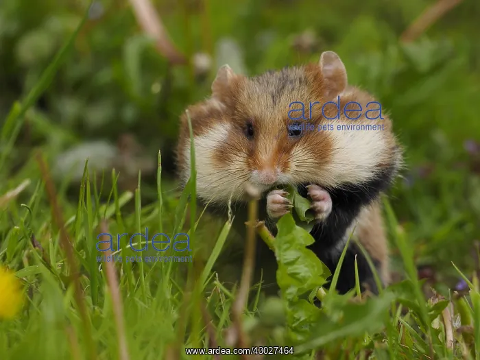 : Field Hamster-sitting in grass and eating, Austria : Field Hamster-sitting in grass and eating, Austria
