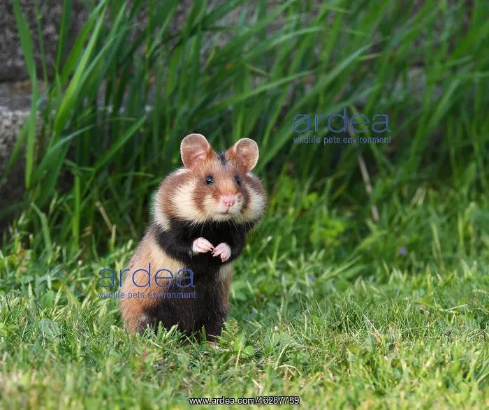 : Field Hamster-sitting upright on the ground, Austria : Field Hamster-sitting upright on the ground, Austria
