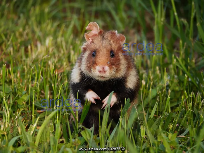 : field hamster-sitting upright on the ground, Austria : field hamster-sitting upright on the ground, Austria