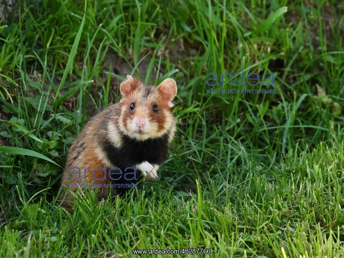 : field hamster-sitting upright on the ground, Austria : field hamster-sitting upright on the ground, Austria