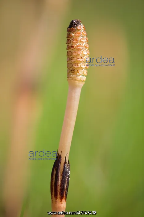 : Field Horsetail : Field Horsetail
