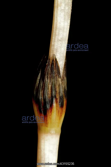 : Field Horsetail : Field Horsetail