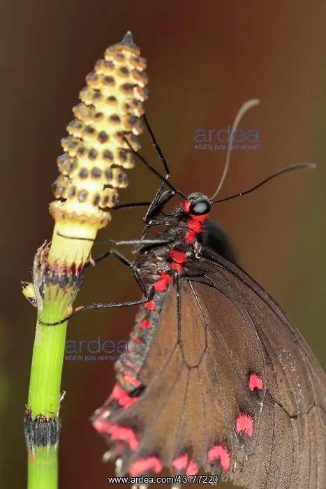 : Field horsetail, Equisetum arvense, Close up of : Field horsetail, Equisetum arvense, Close up of