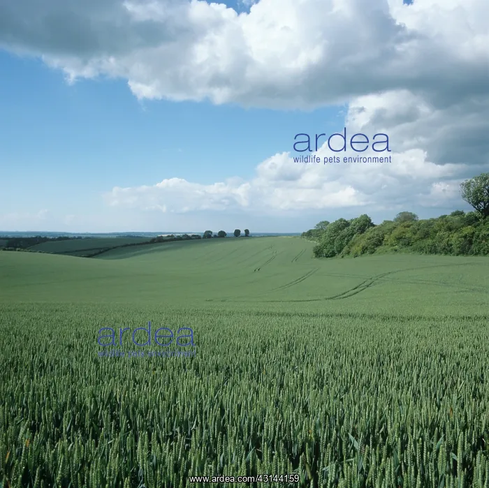 : Field in July : Field in July