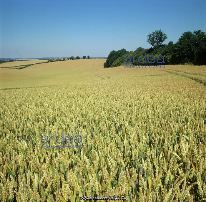 : Field in July : Field in July