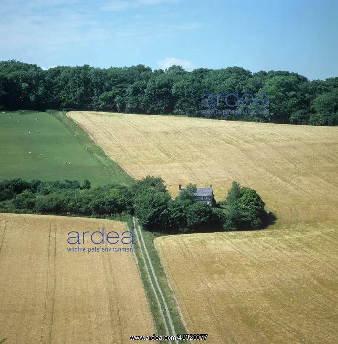 : Field in July : Field in July