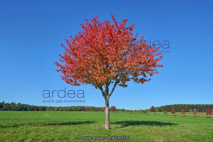 : Field landscape, cherry tree, fruit trees, sky : Field landscape, cherry tree, fruit trees, sky