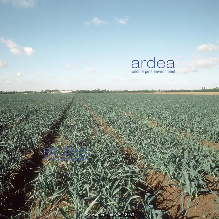 : Field of Leeks : Field of Leeks