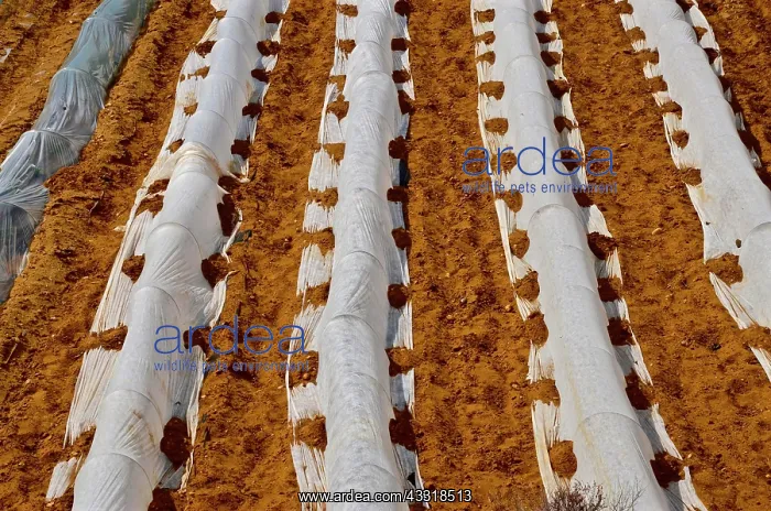 : Field of lettuce covered with white tarpaulin on : Field of lettuce covered with white tarpaulin on