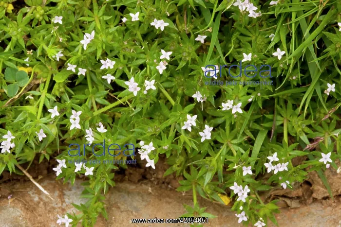 : Field Madder - in limestone grassland : Field Madder - in limestone grassland