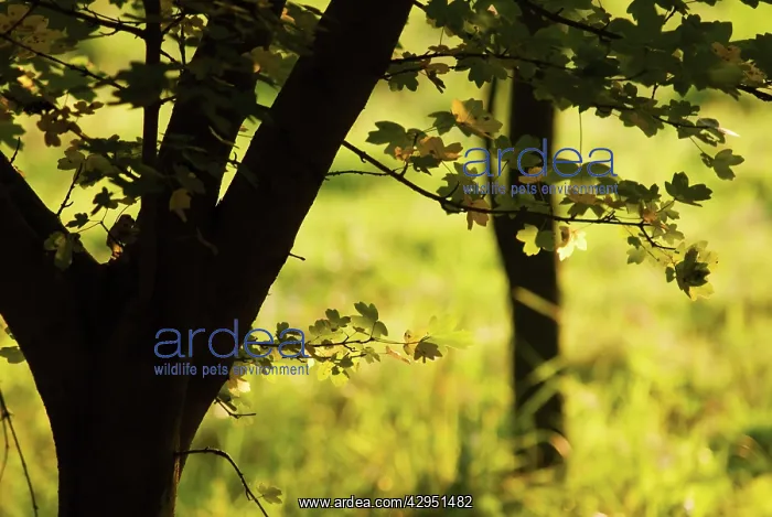 : Field Maple : Field Maple