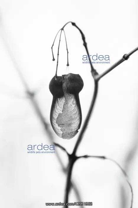 : Field Maple : Field Maple