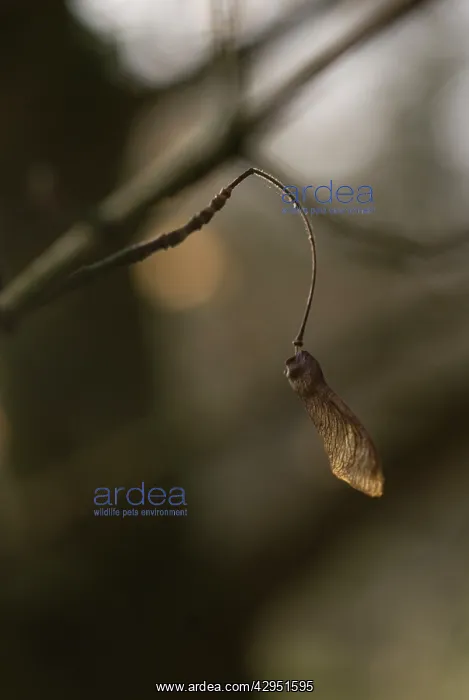 : Field Maple : Field Maple
