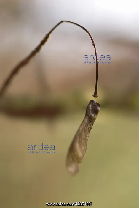 : Field Maple : Field Maple