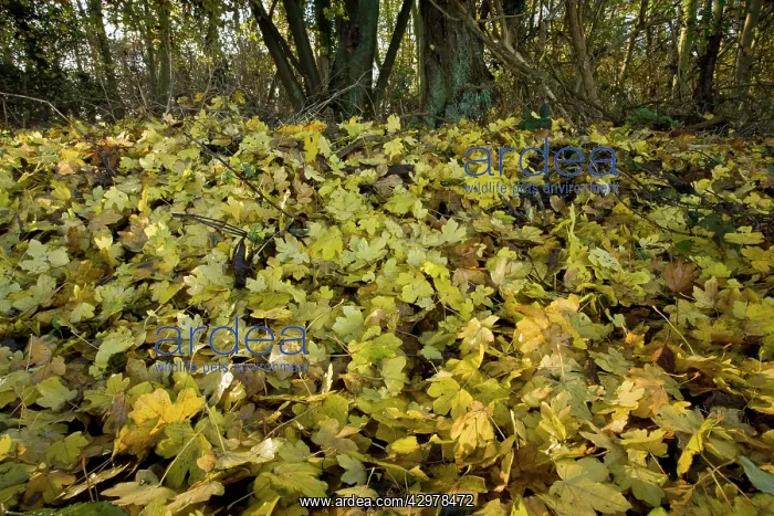 : Field Maple : Field Maple