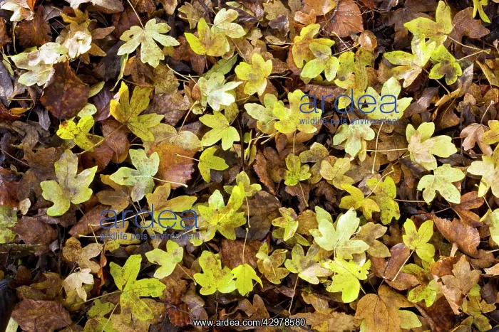 : Field Maple : Field Maple