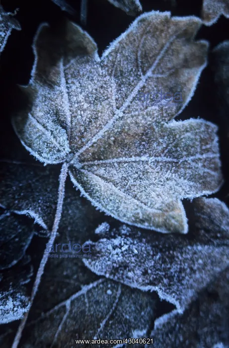 : Field Maple : Field Maple