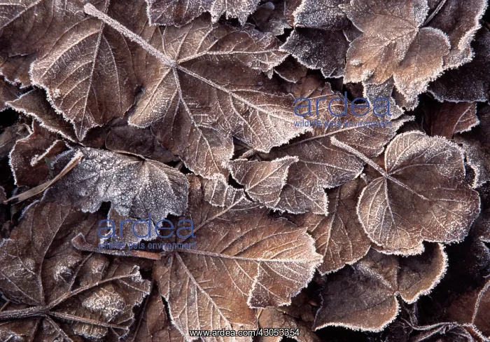 : Field Maple : Field Maple