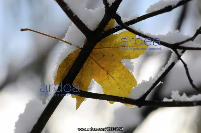 : Field Maple : Field Maple