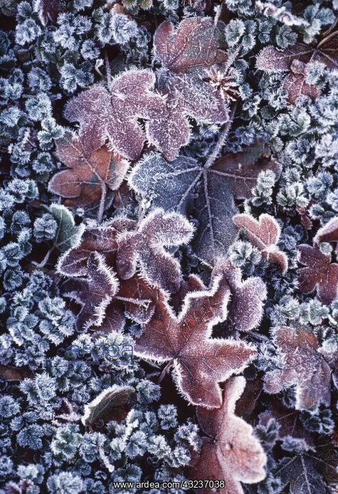 : Field Maple : Field Maple