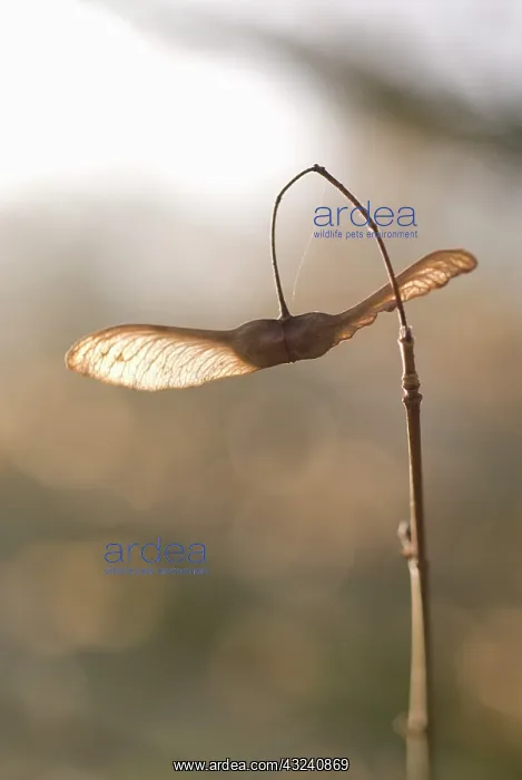 : Field Maple : Field Maple