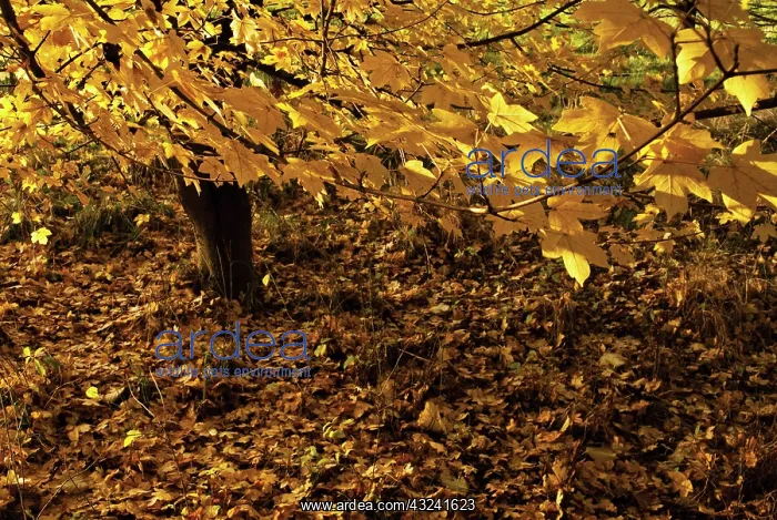 : Field Maple : Field Maple