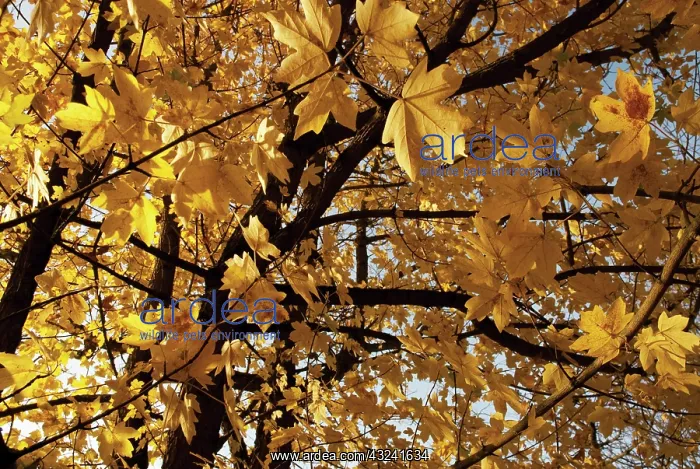 : Field Maple : Field Maple