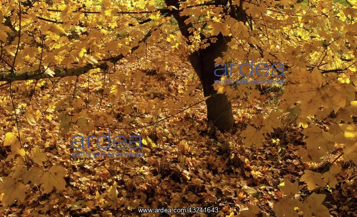: Field Maple : Field Maple