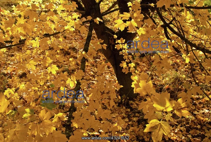 : Field Maple : Field Maple