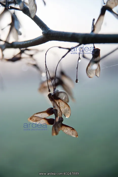 : Field Maple : Field Maple