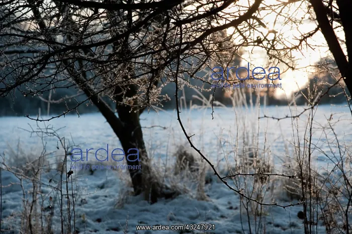 : Field Maple : Field Maple