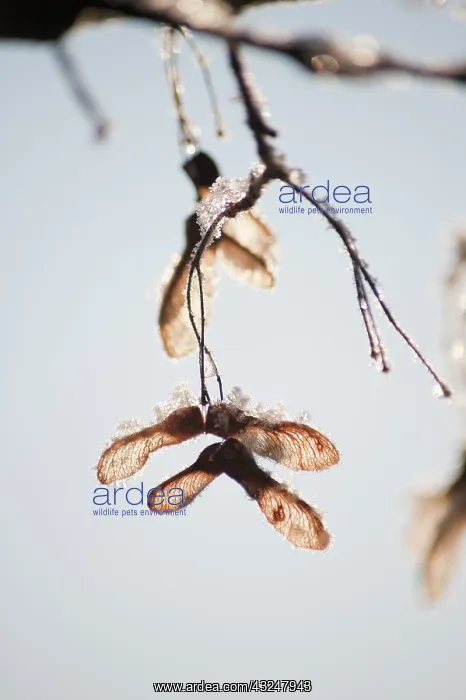 : Field Maple : Field Maple